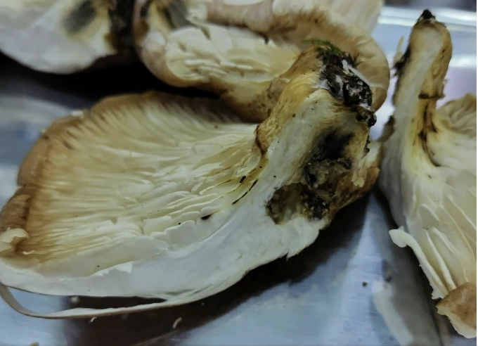 Tsukiyotake – loại nấm độc nguy hiểm dễ bị nhầm lẫn