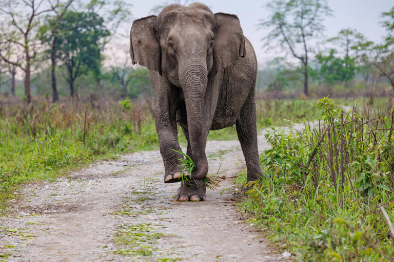 Voi tìm thức ăn tại vườn quốc gia Manas, Ấn Độ