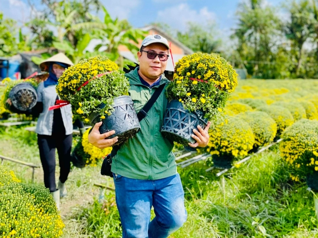 "Giải cứu" cúc mâm xôi nở sớm cho ba nhà vườn ở Chợ Lách, Vĩnh Long.